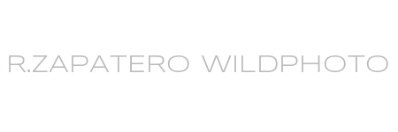 R.ZAPATERO WILDPHOTO